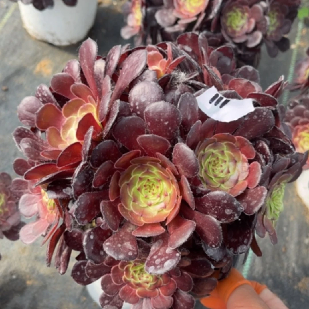 【闪购商品】111黑暗绿利萝莉多肉