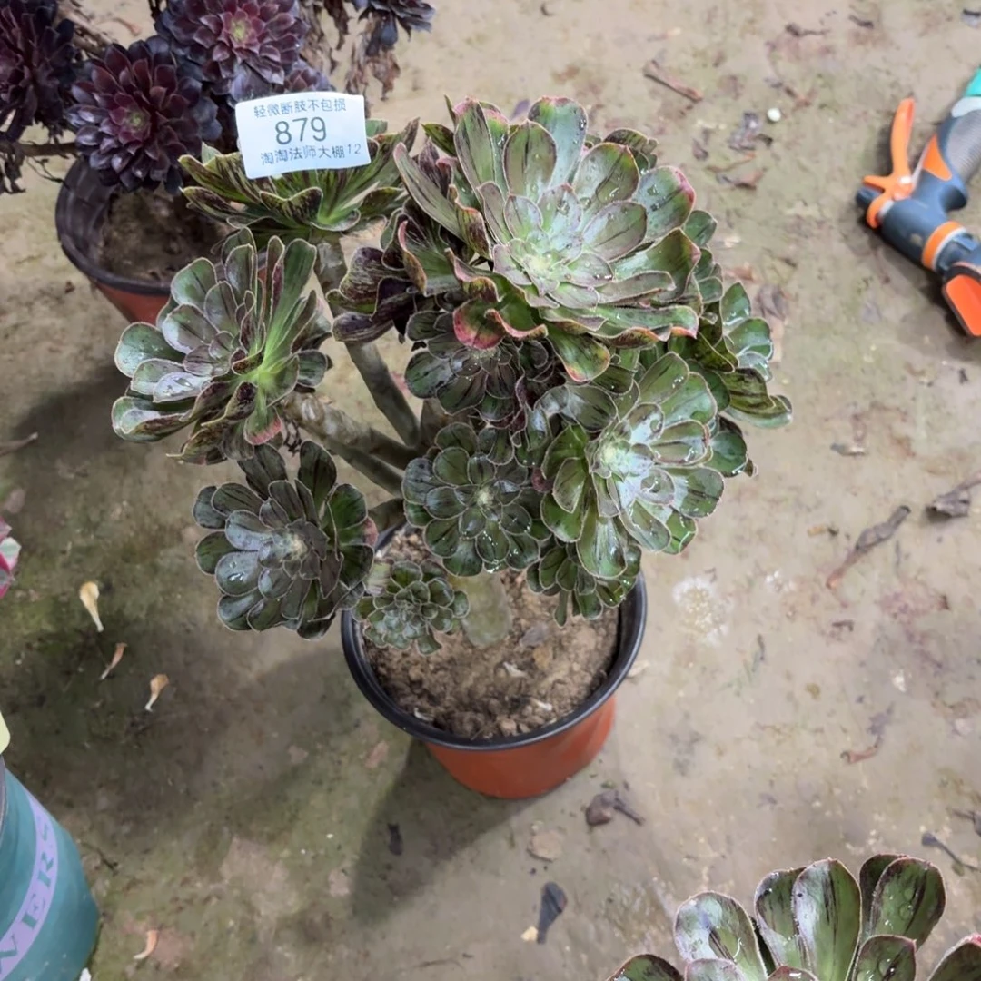879拉丝锦多肉植物法师