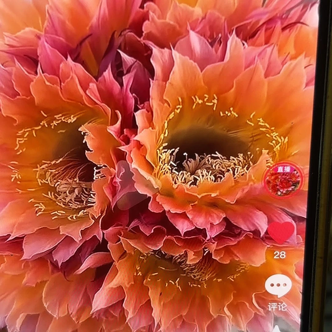 太阳神彩侧牙20包邮40