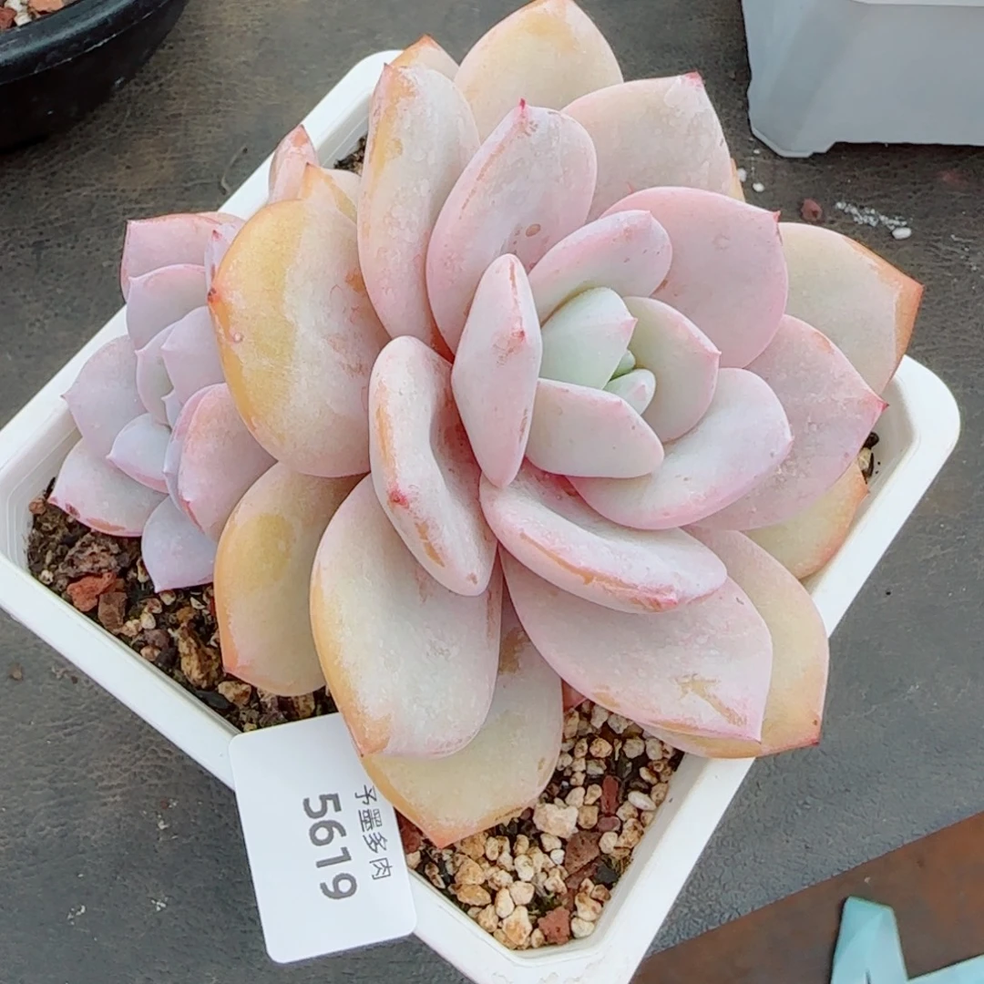 奶茶，5619多肉植物