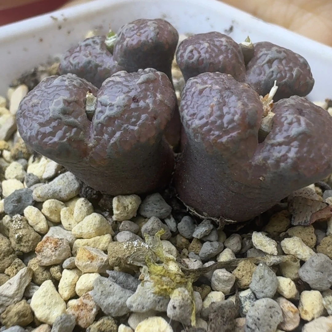 18号四头.25勋章一物一拍