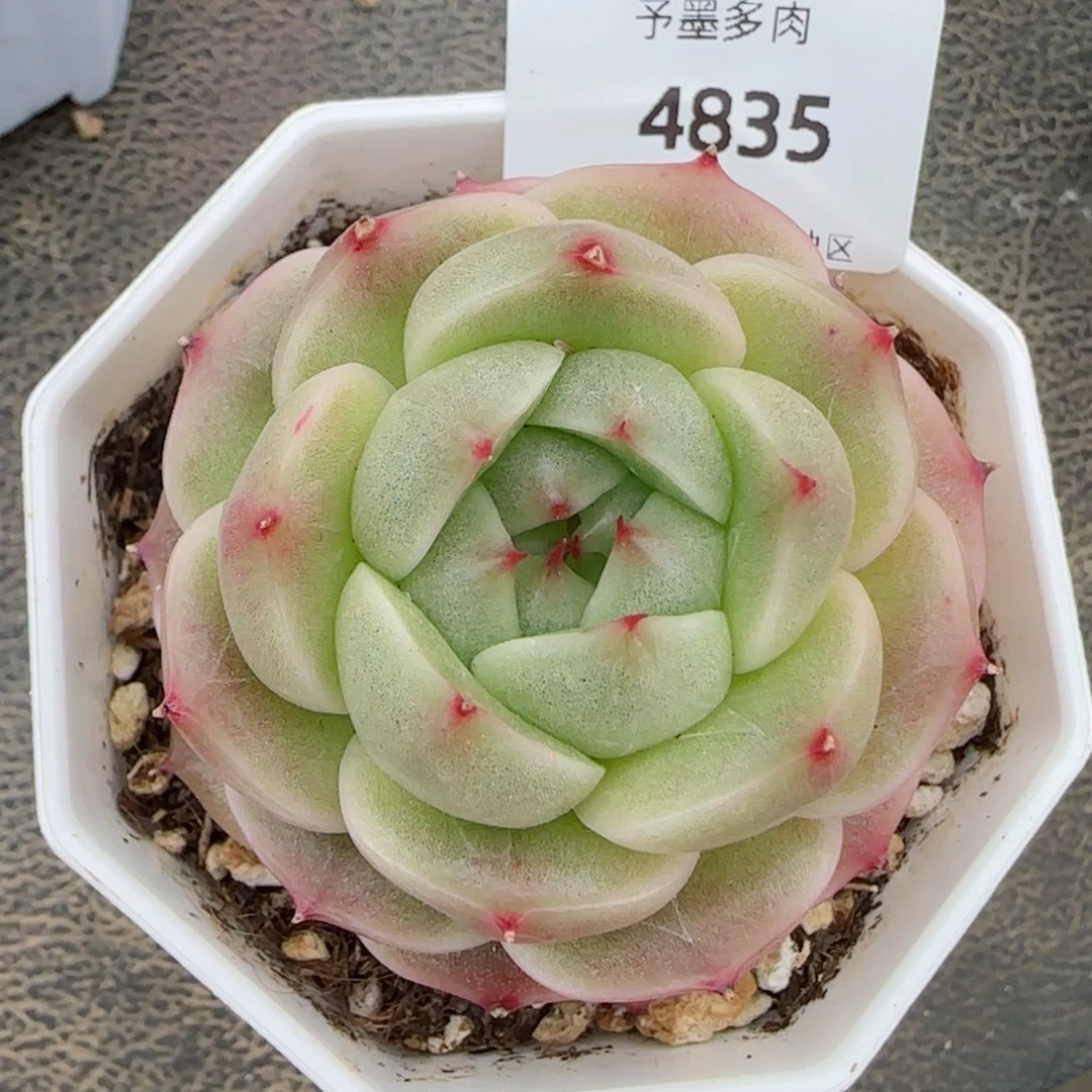 绿透珍妮，4835多肉植物