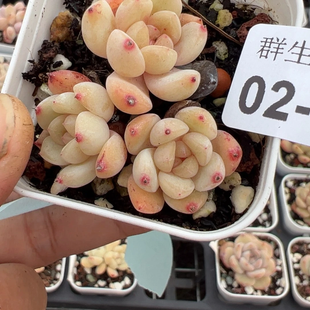 小卡拉米糖心一物一拍2-126