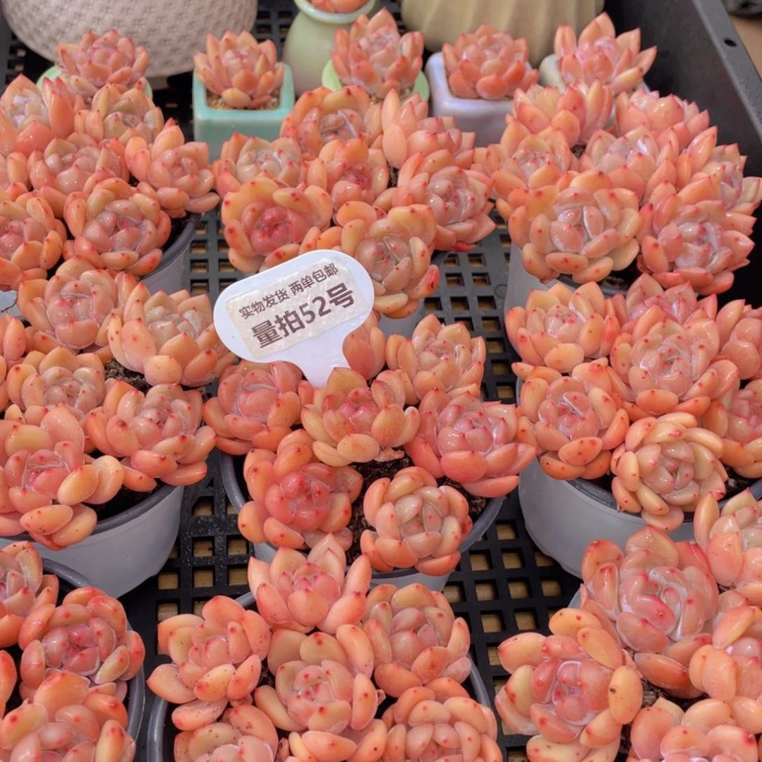 量拍52号 果冻韩版仙女橙单头组合7个