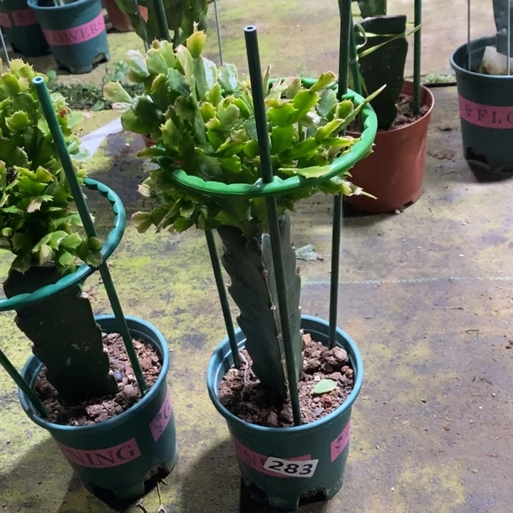 大部分花苞少量开放妈***婴283嫁接050