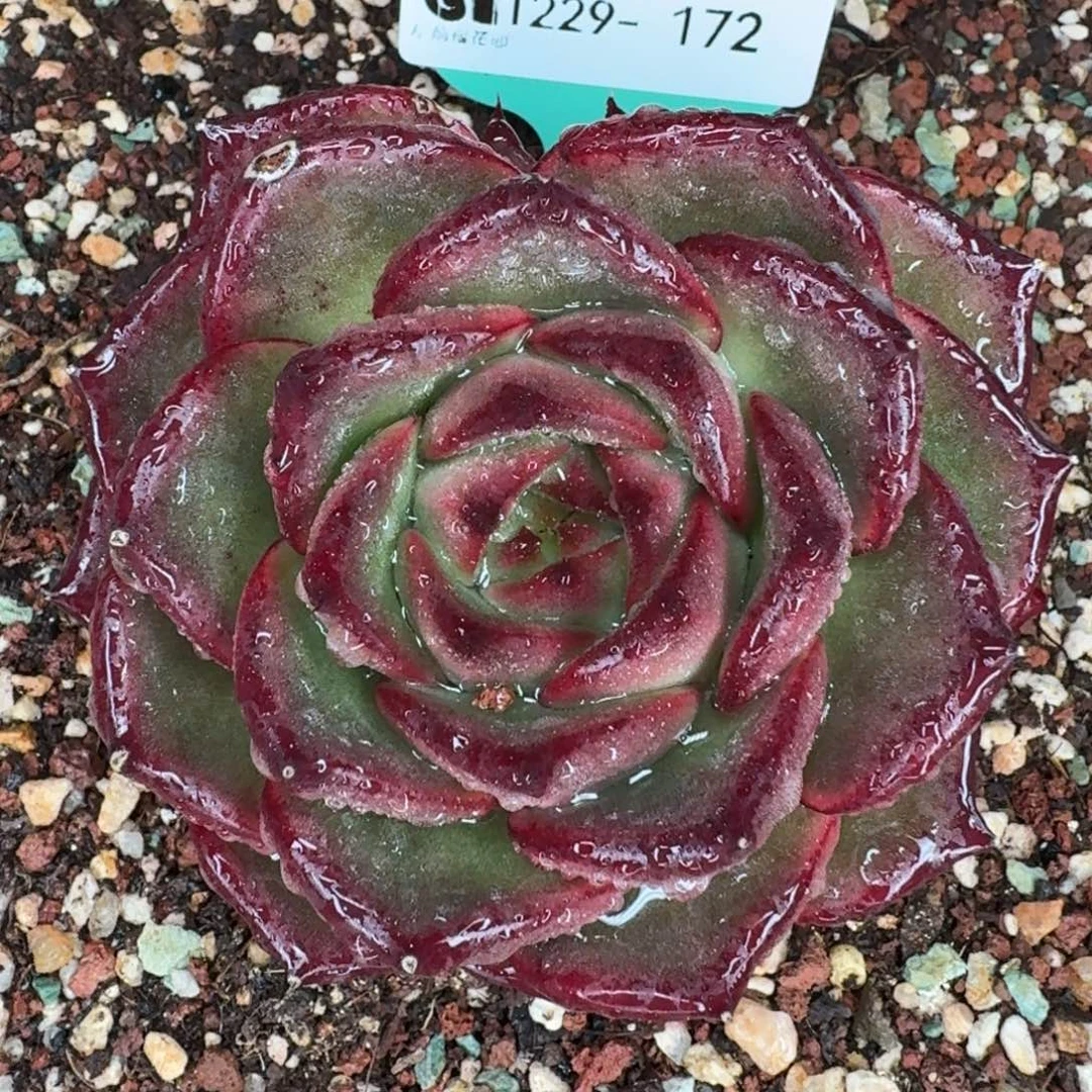 从前慢花园多肉编号1229-172