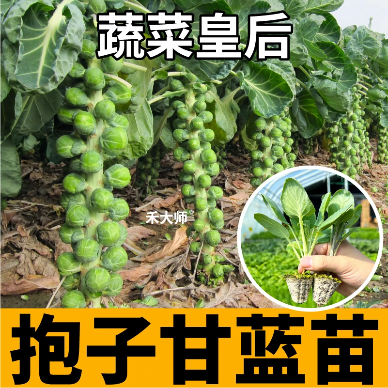 迷你孢子甘蓝苗秧带土营养丰富耐寒高产孢子甘蓝种苗四季盆栽阳台
