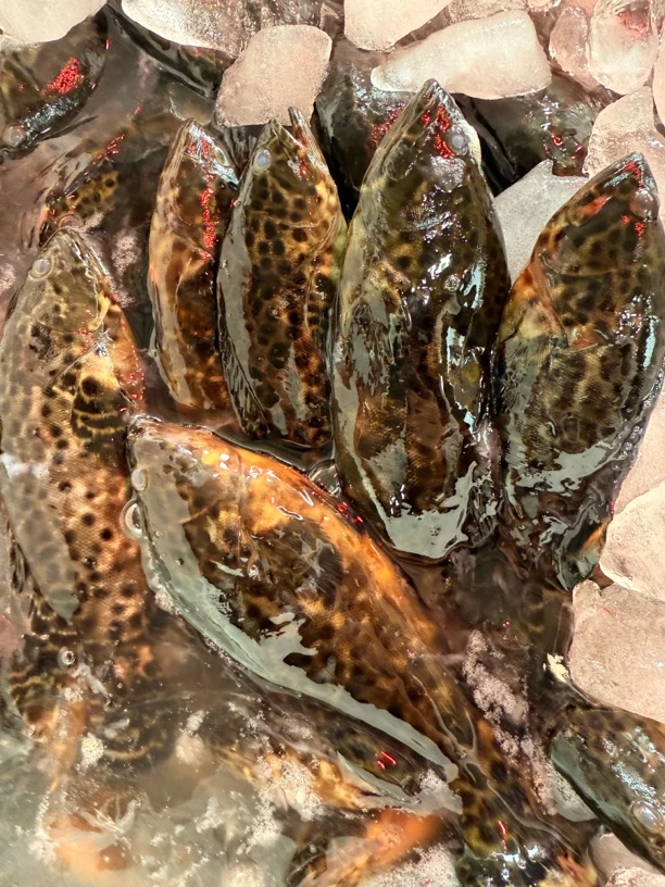 新鲜海鱼 野货石斑鱼 石斑