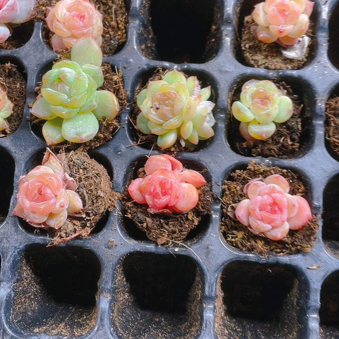 粉幽兰穴一个满25包邮