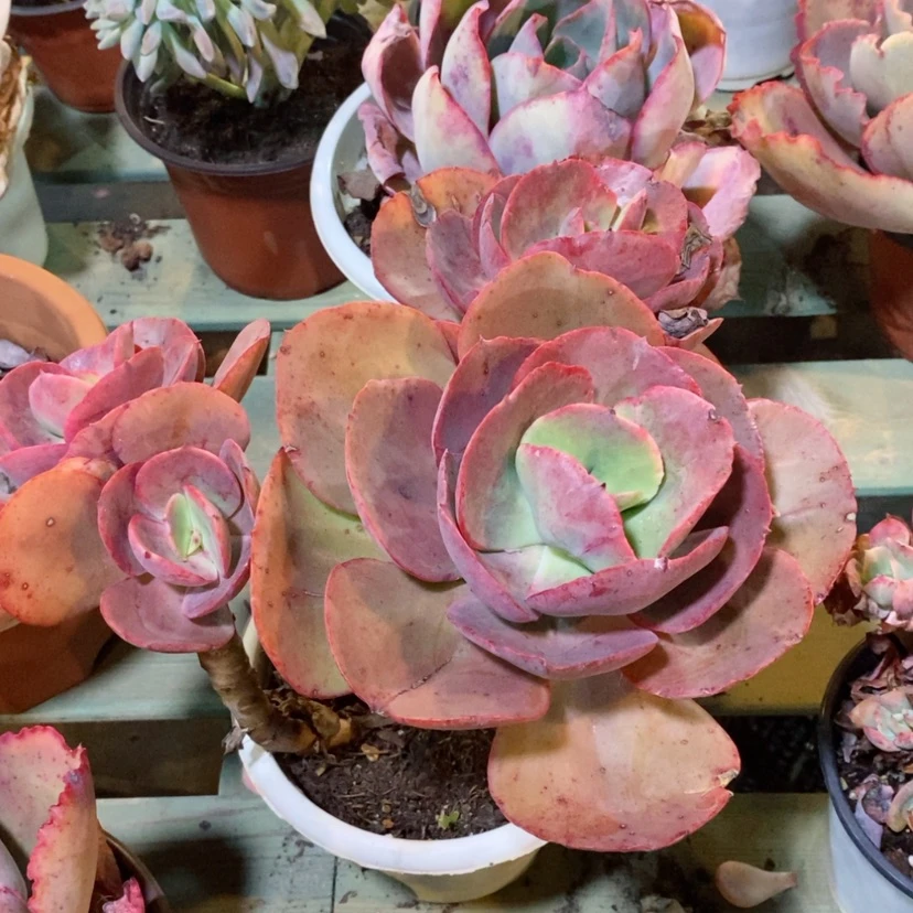 【闪购商品】初吻0512