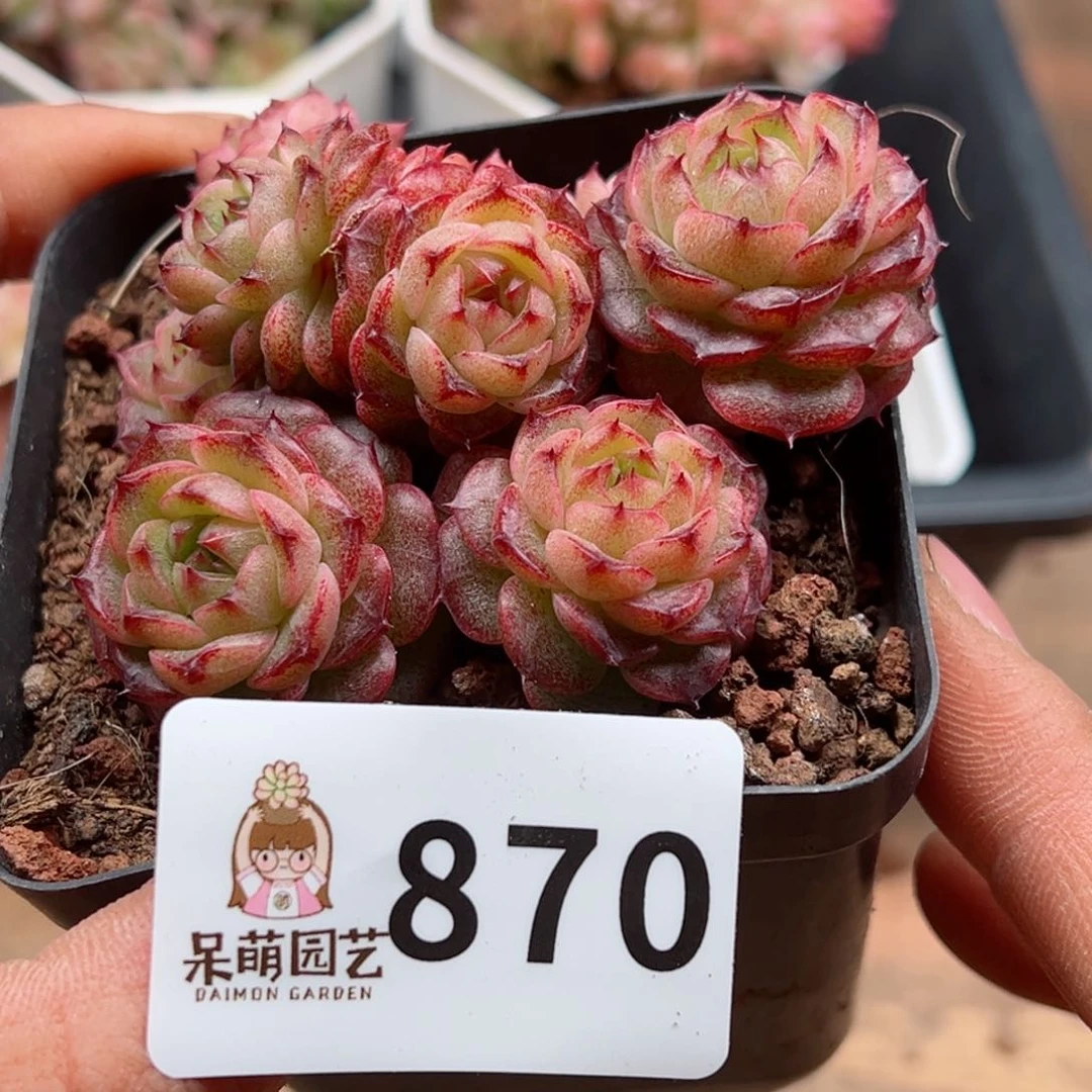 多肉植物多肉植物