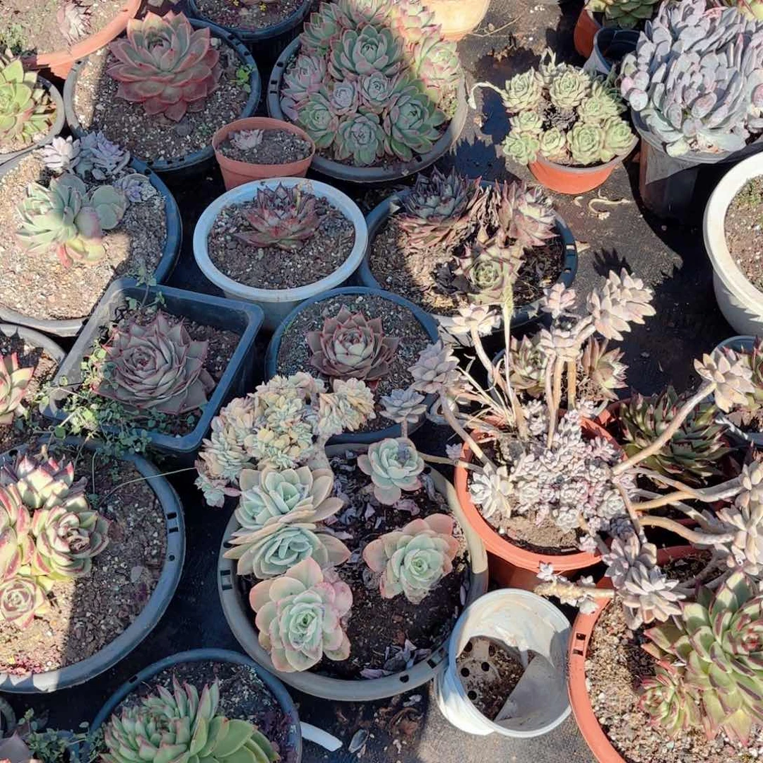 星娜塔。   38。