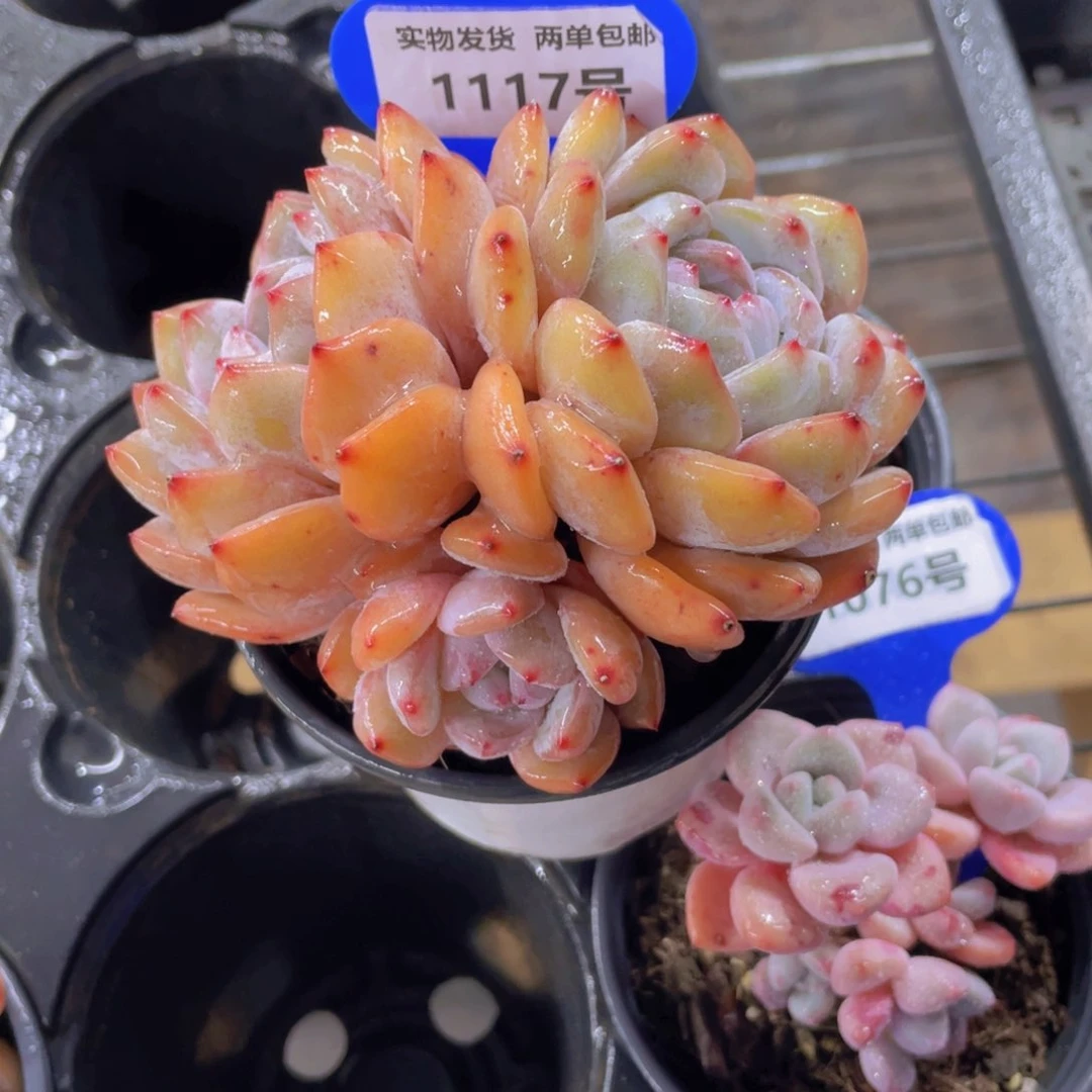 1117号奶油韩橙大三头