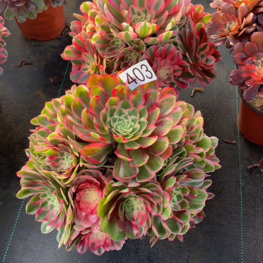 榆***蔓法师多肉植物401.403孔雀翎