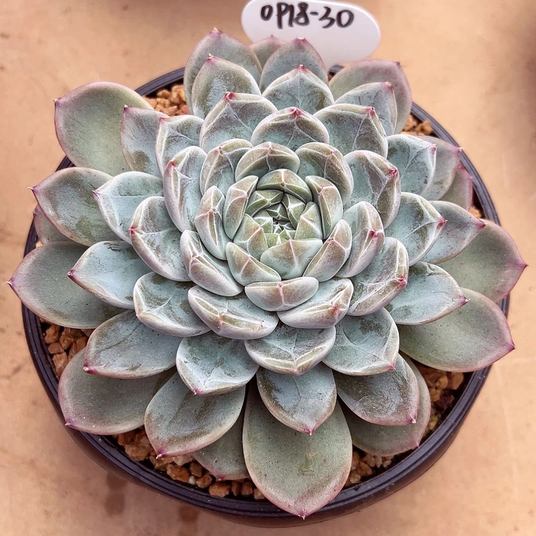 0918-30新品绝绝子