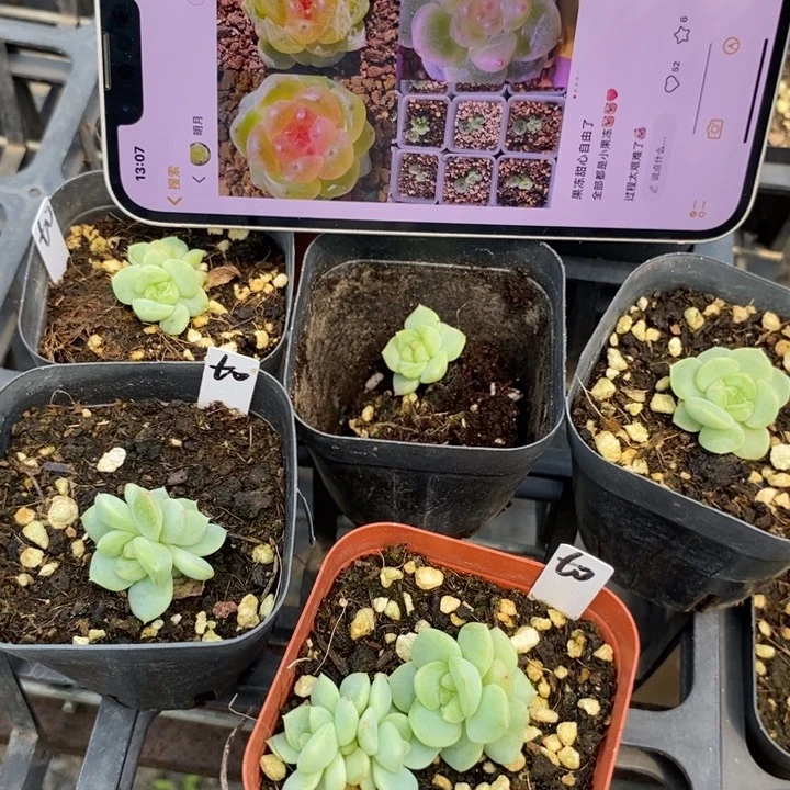 上盆果冻甜心尾货一个多肉量拍