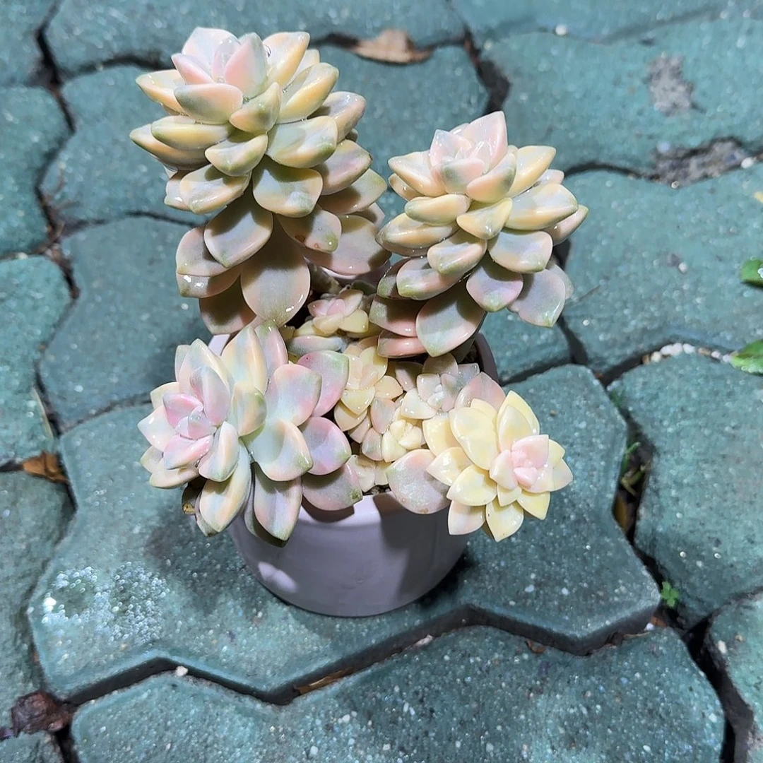 美杏锦带盆多肉植物