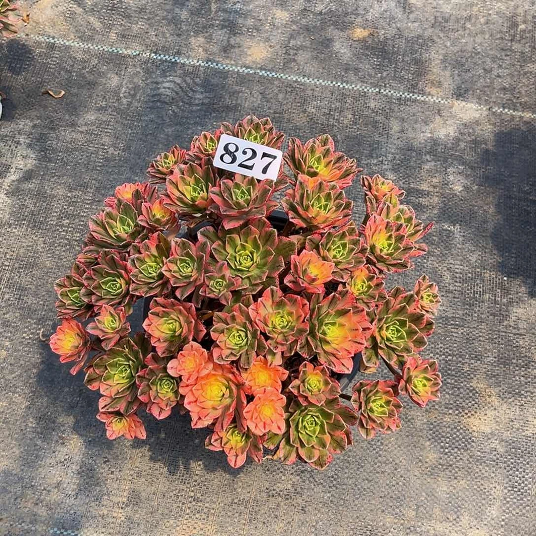 九****信827甜茶锦开播福利半亩桩