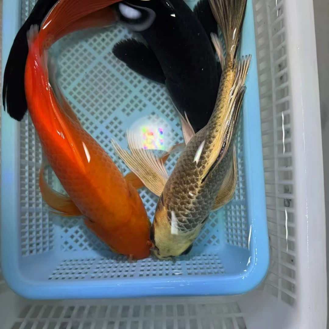 【三条装】15-20公分熊猫蝴蝶鲤铁包金闪鳞火凤凰金大鳍大尾包邮