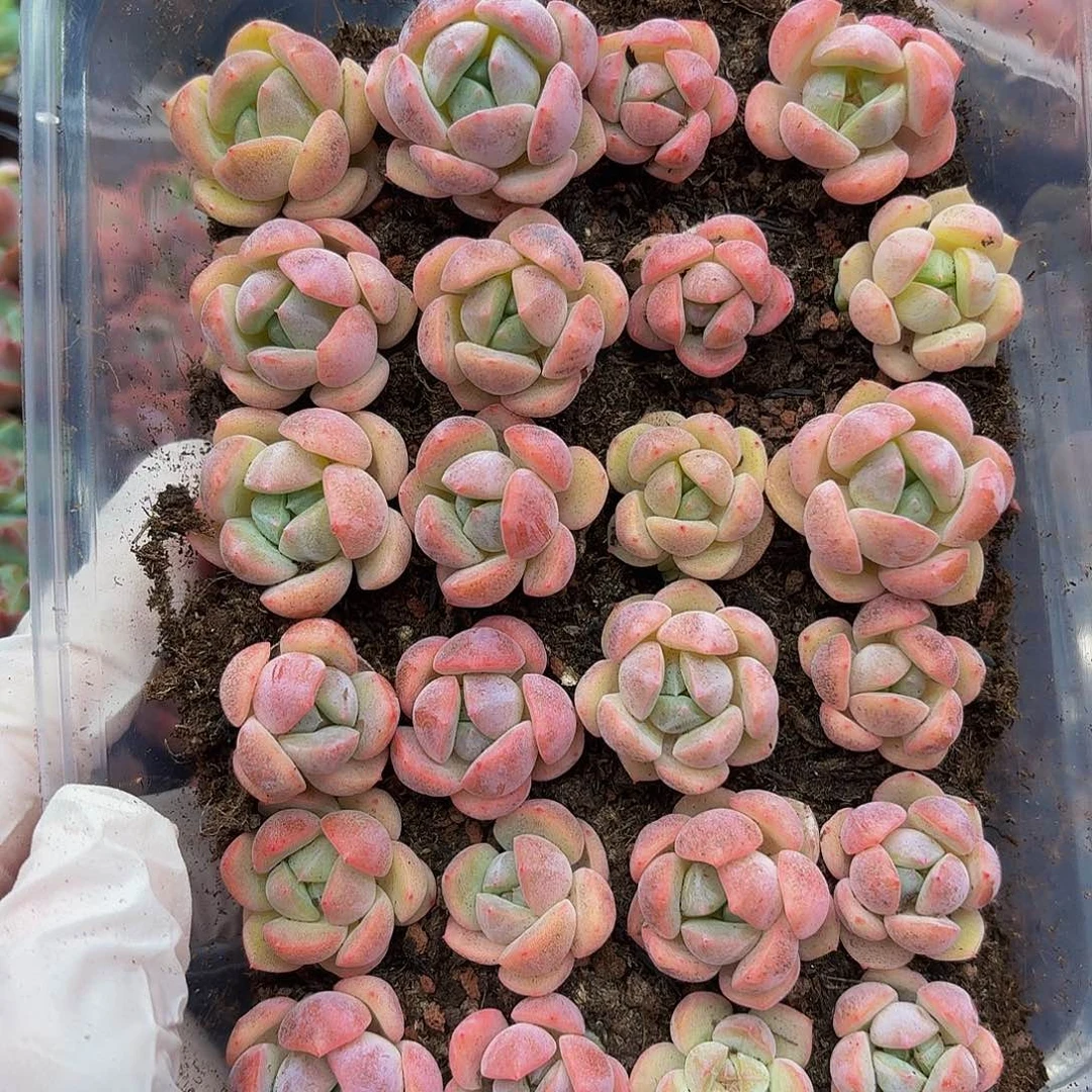 多肉植物多肉植物809
