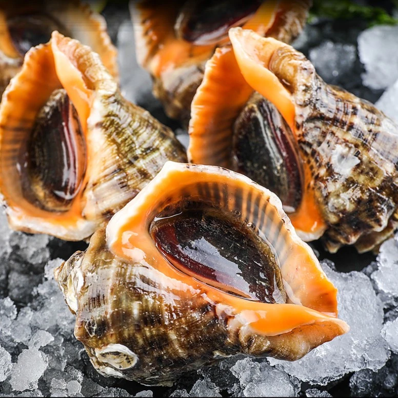 海螺山东日照新鲜大海螺小船货3斤装顺丰包邮