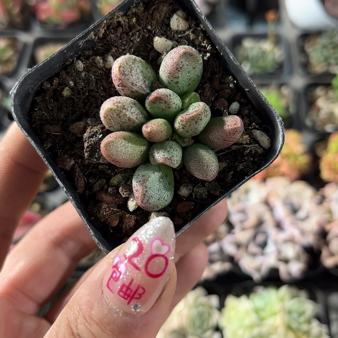 马里安单头发货有根