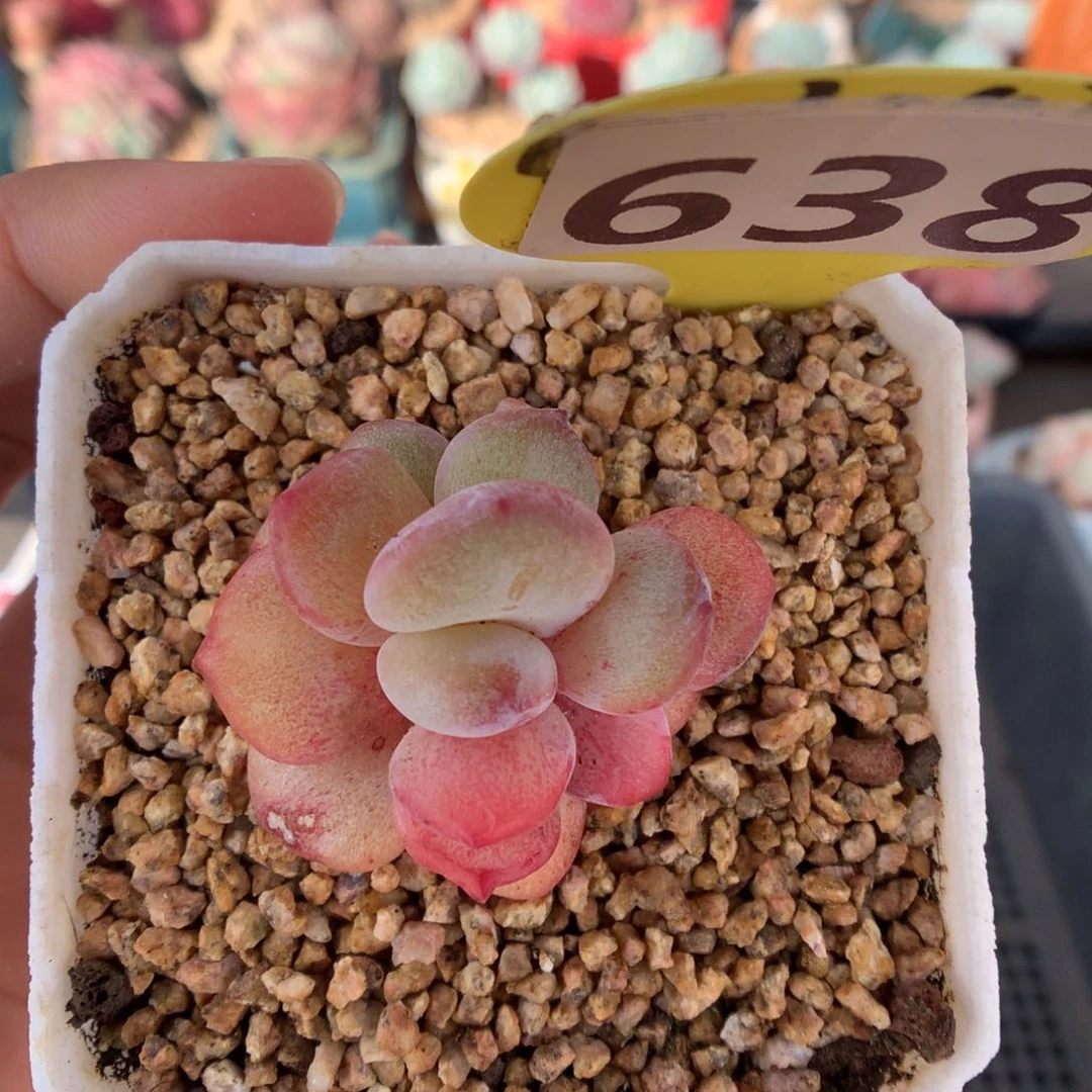 638星影石化多肉植物