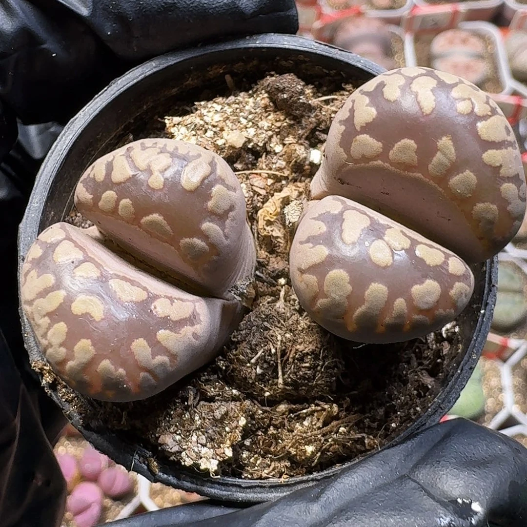 生石花111111。  151