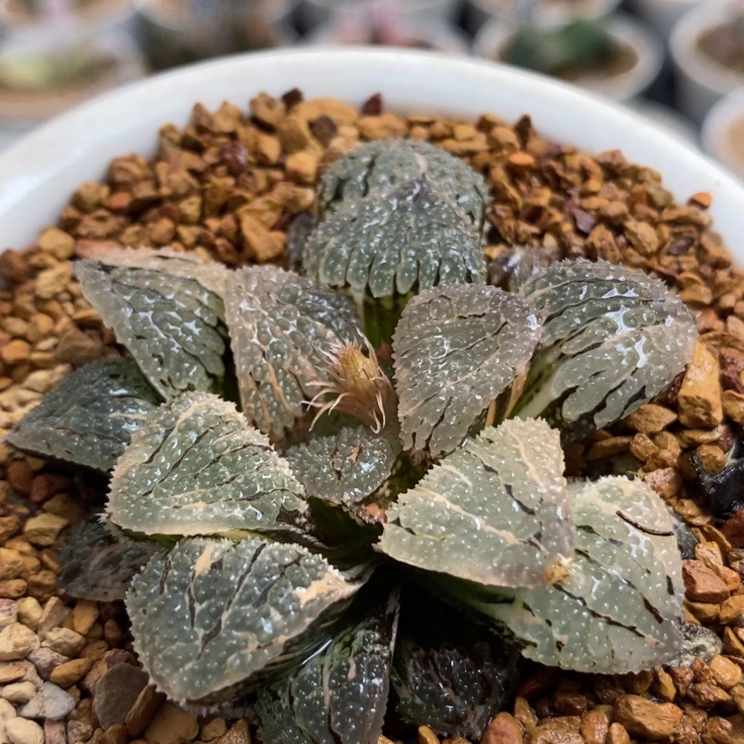 458具味城锦一物一拍