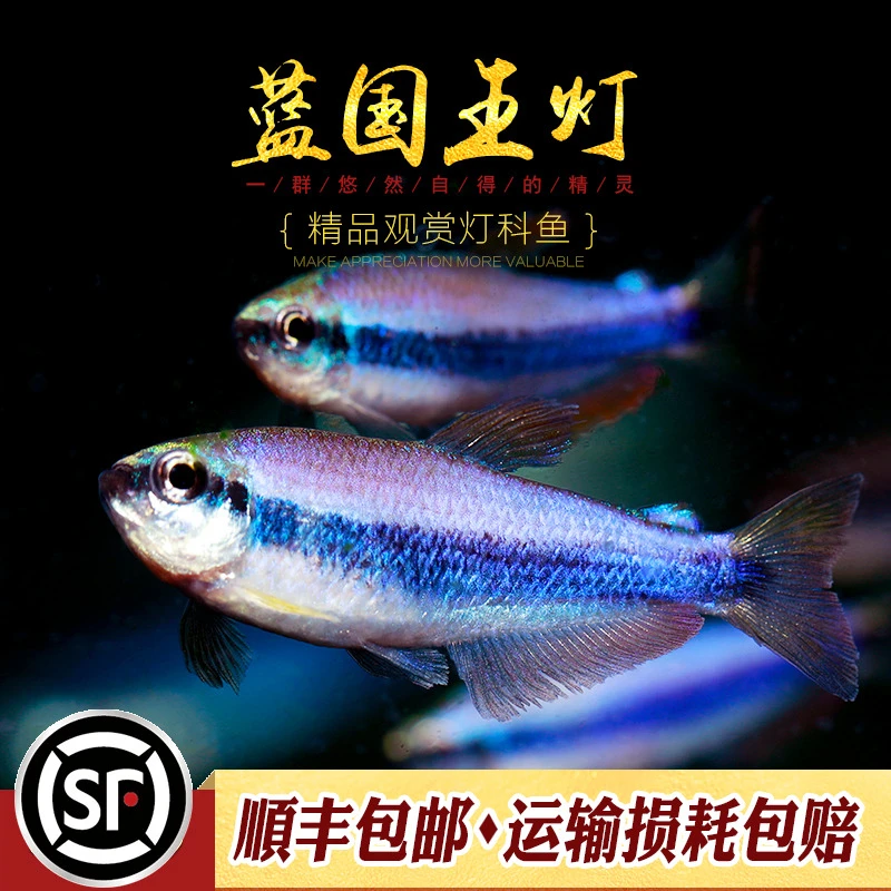蓝国王灯鱼热带鱼灯科鱼水缸群游帝王灯蓝帝提灯国王皇后灯鱼活体
