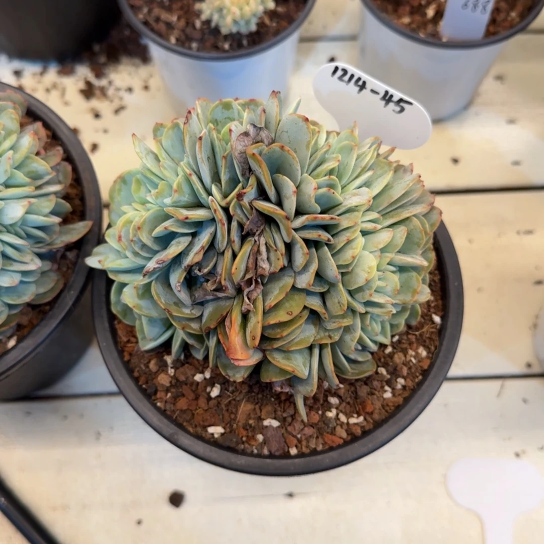 糖***子1214-45布鲁蓝缀化