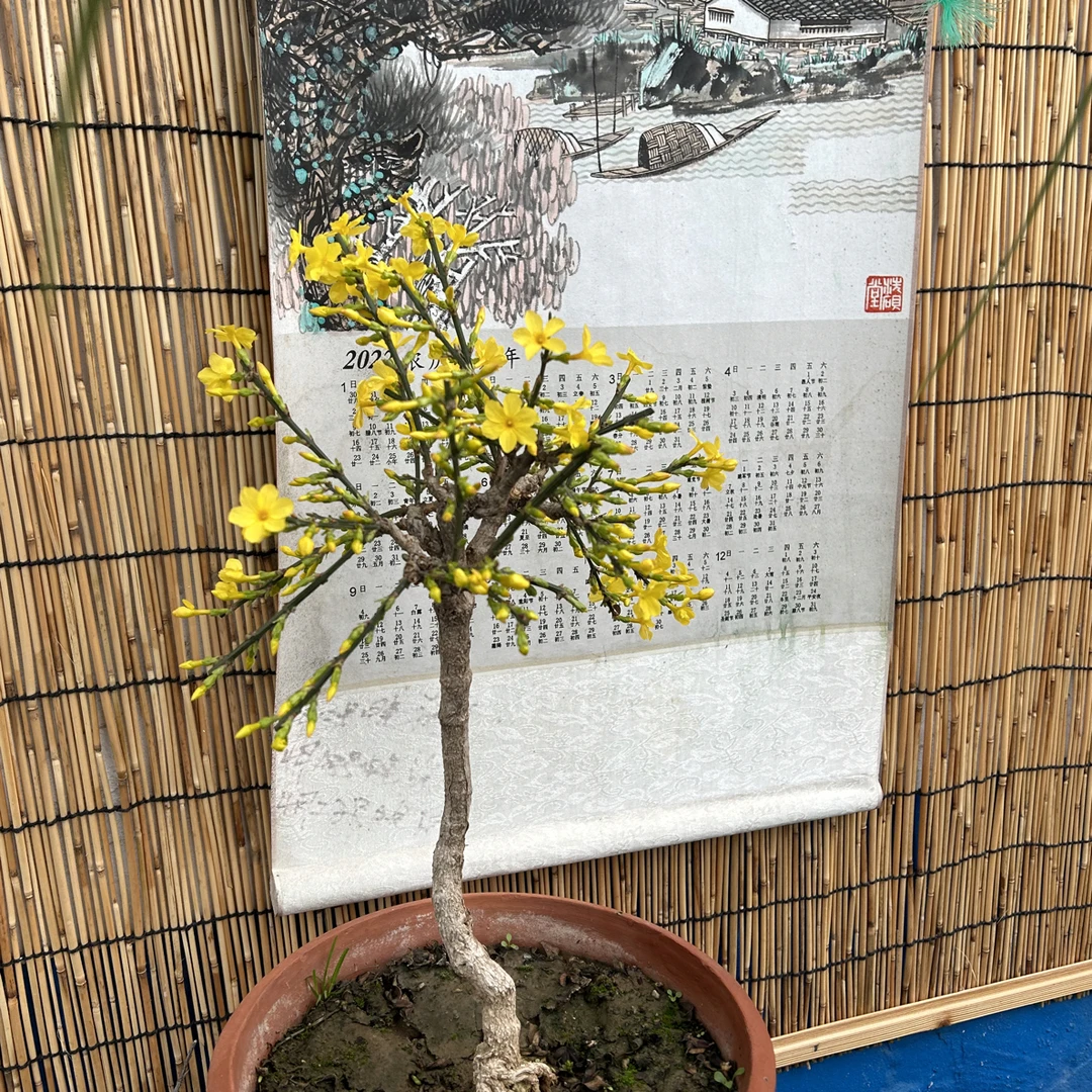16年老桩盆栽黄城虎蹄盆景！