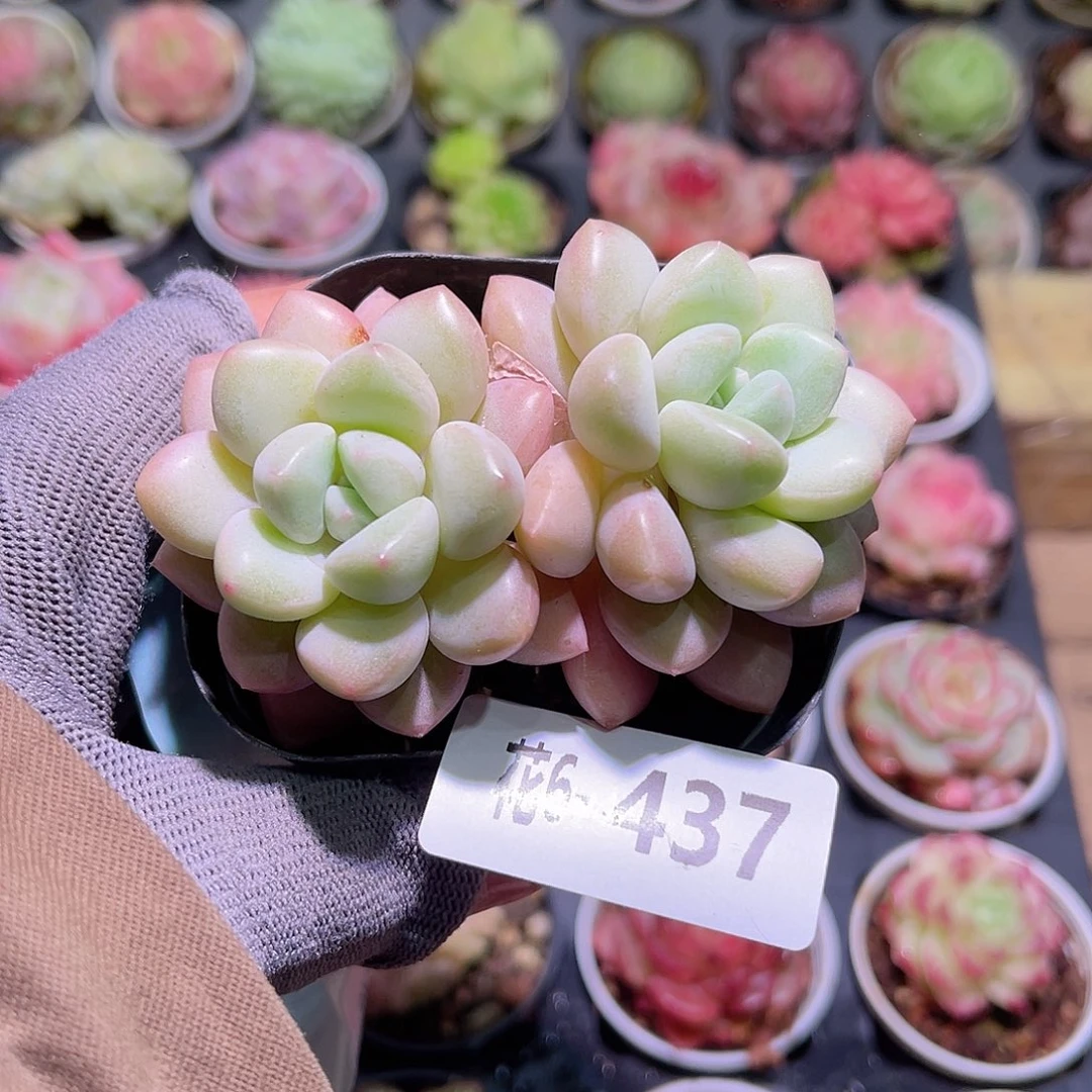 花06-437泡泡糖双头