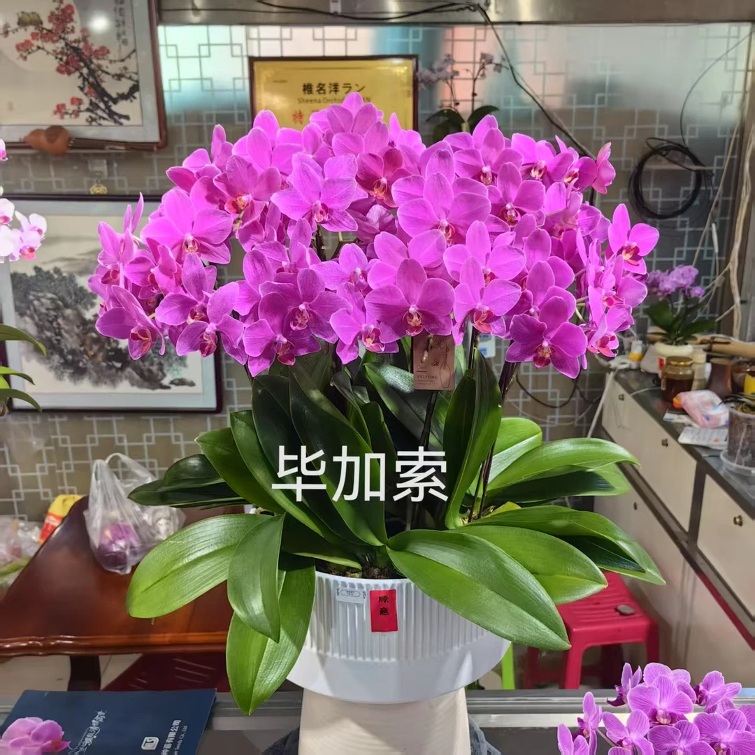 进口洋兰三角梅毕加索3.0寸大杯居家送礼室内盆栽办公室客厅