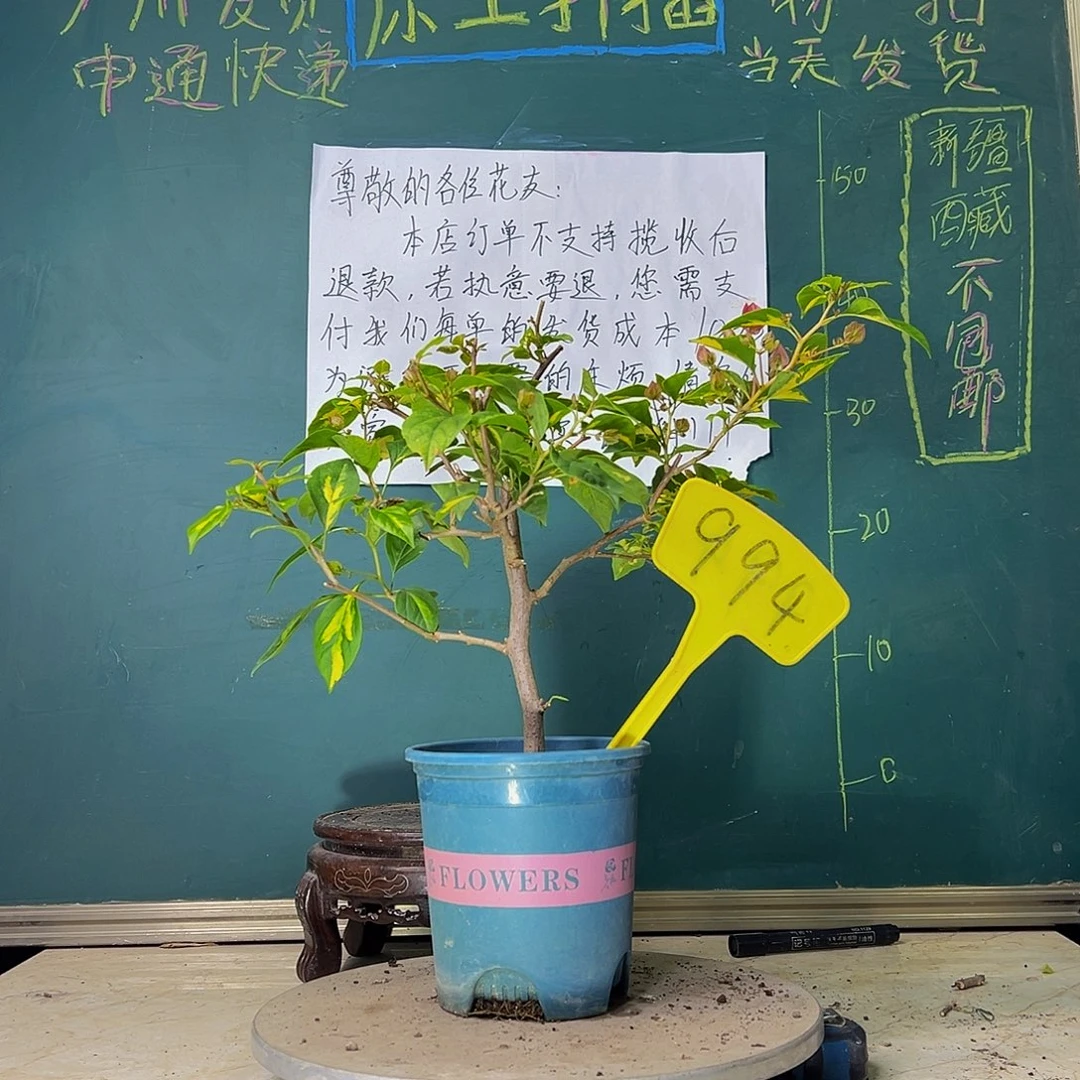 当前无花栽培后可以开花金心双色994