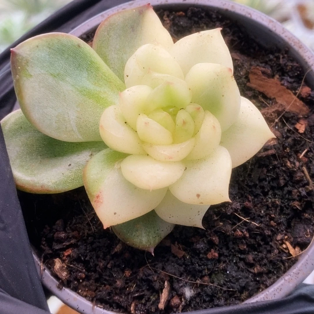 192佛罗瑞安娜锦锦锦锦锦锦