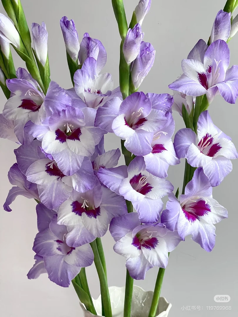 【董小姐】回忆剑兰鲜花基地直发顺丰包邮