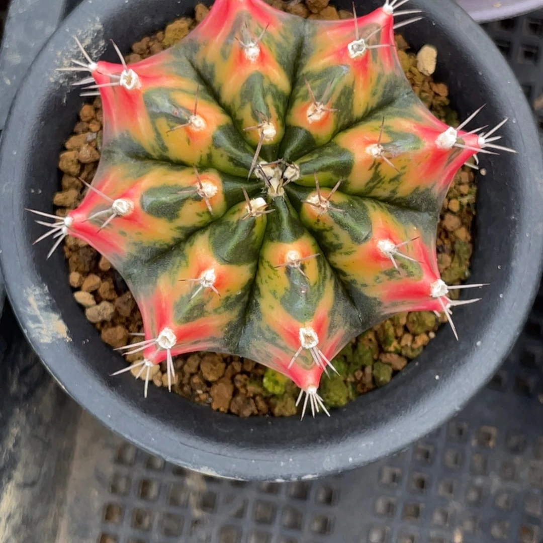 当前无花朵，栽培后可花朵橘红虎斑