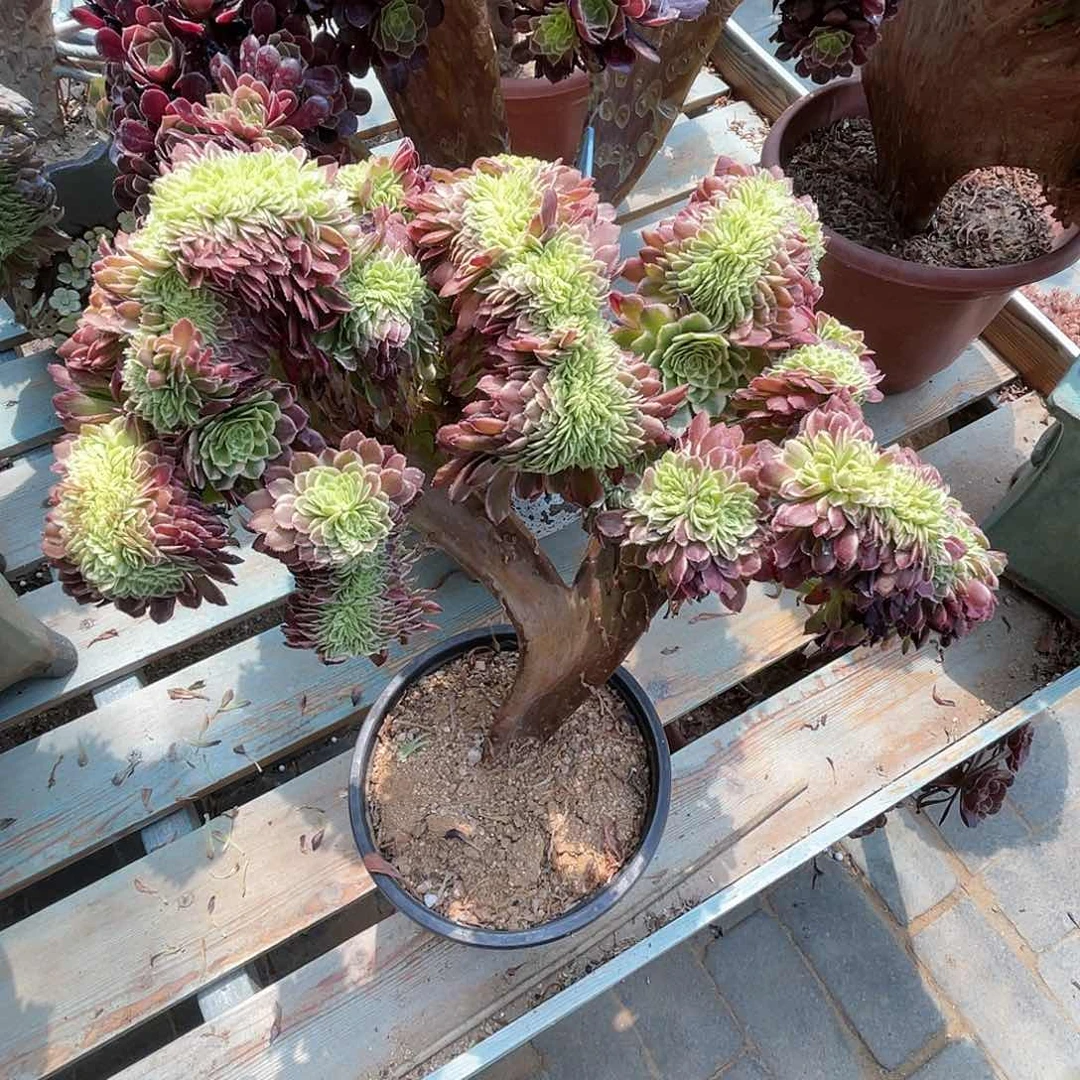 【闪购商品】全部花朵朝霞