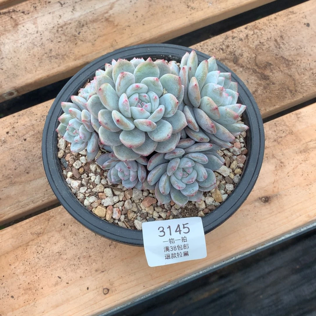 13厘米八头有砍石榴籽3145