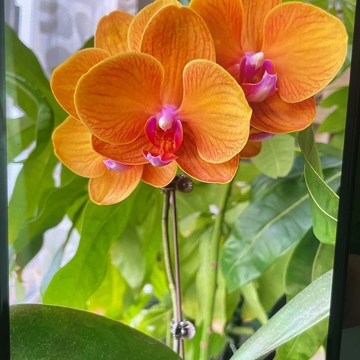 完全开放3.5博诺尼亚戴花剑不售后请凑单