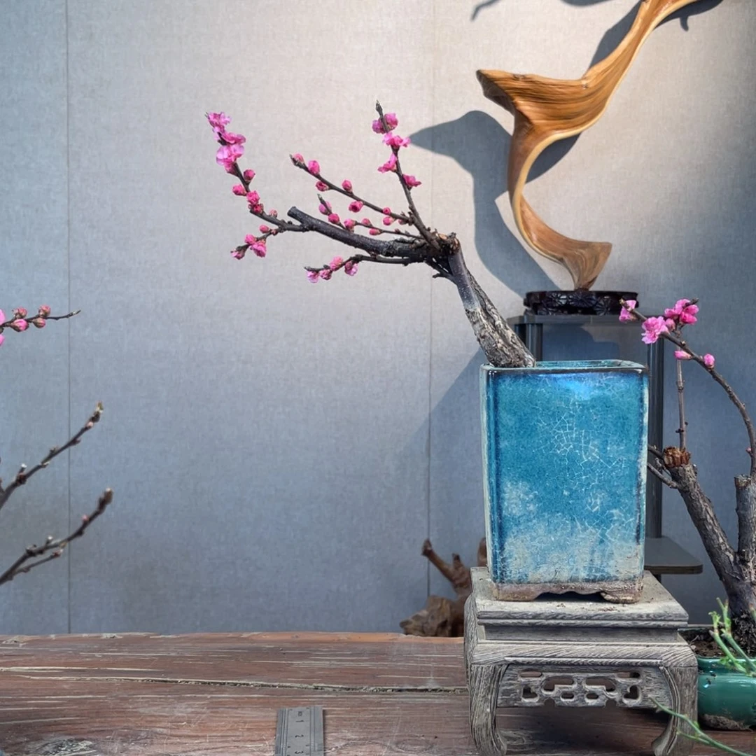 微月季盆景111111～***～