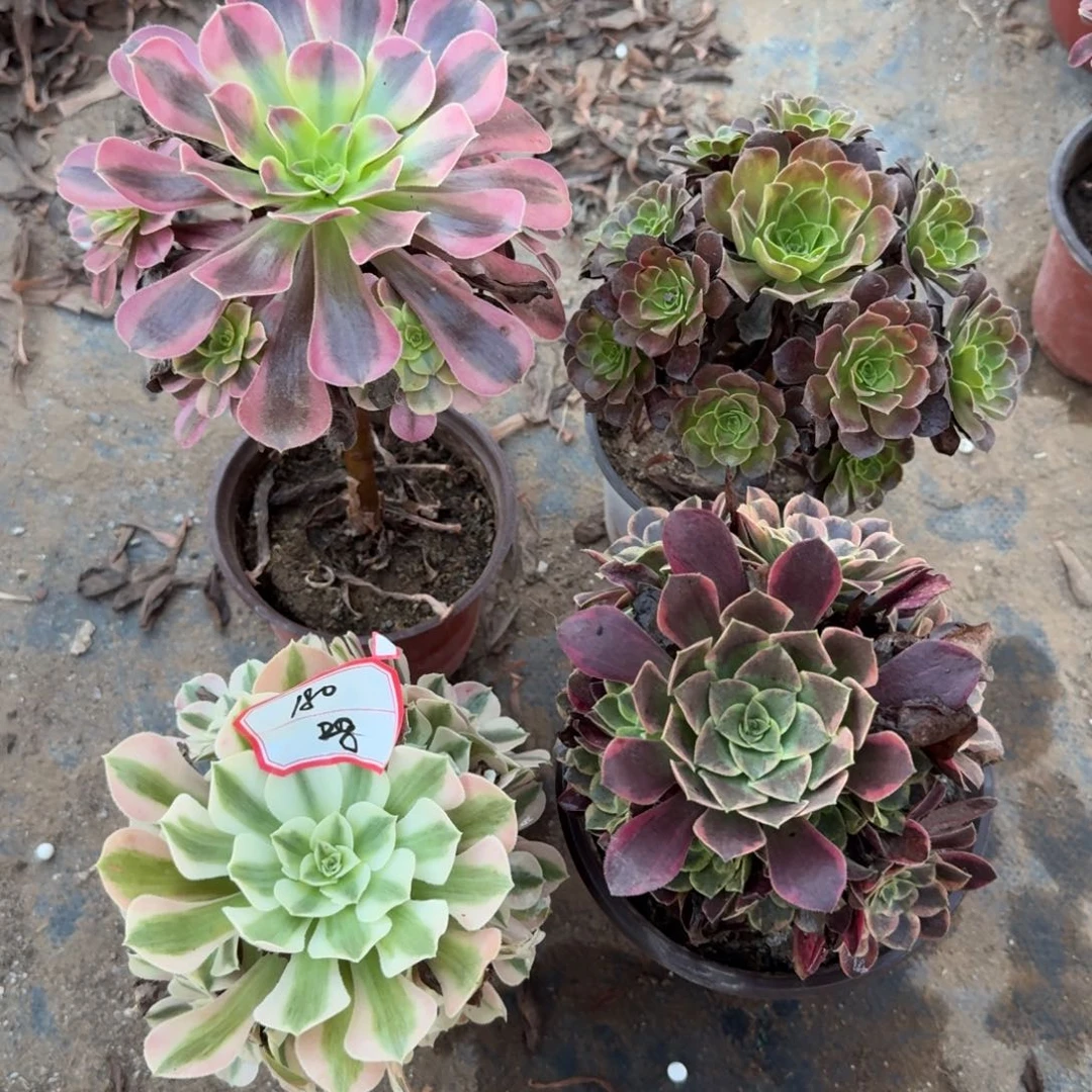 组合法师一物一拍180