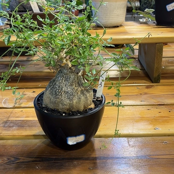 汤圆植物沙漠苦瓜