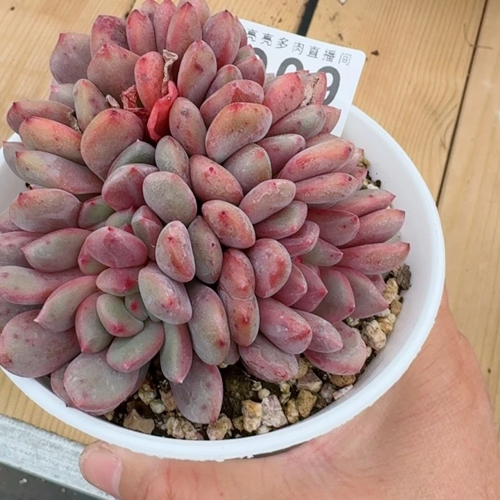 細***~艾丽儿缀化         精控精养多肉植物