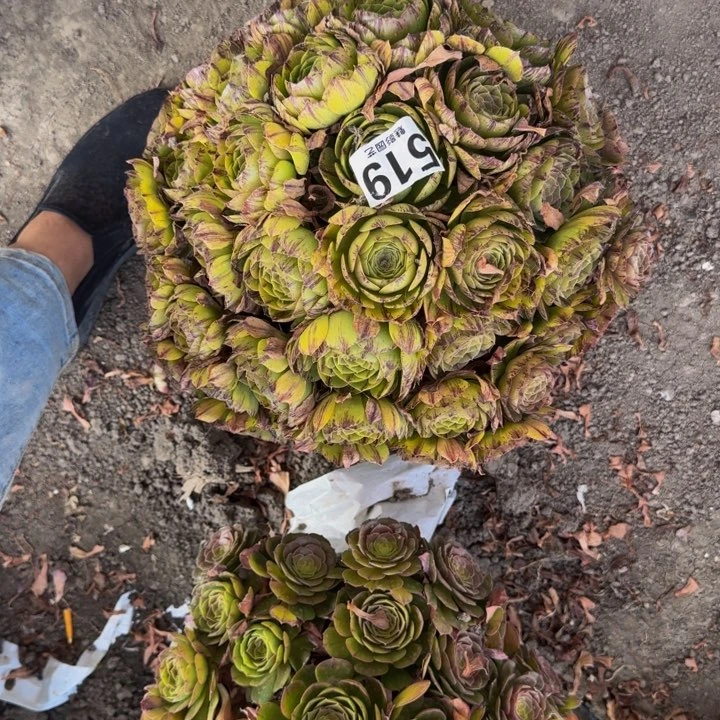 拉丝花29-50包邮花花