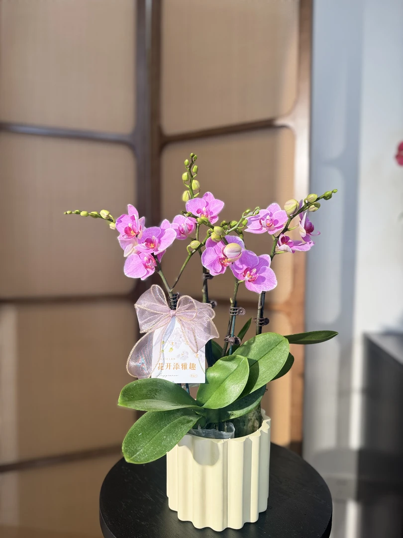 [紫蝶]蝴蝶兰 紫色系 中花型 爆花 基地直发