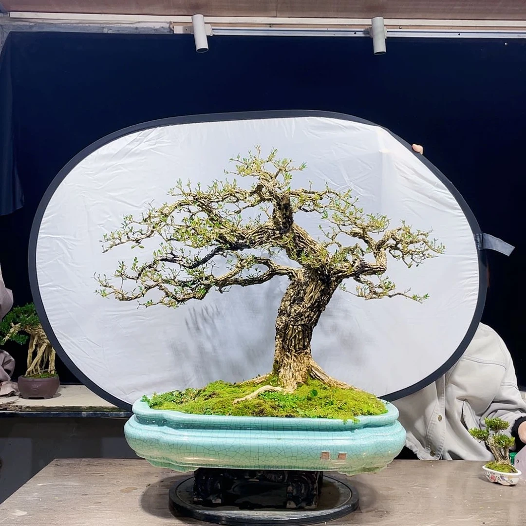 完全开放黄杨盆景四季常青