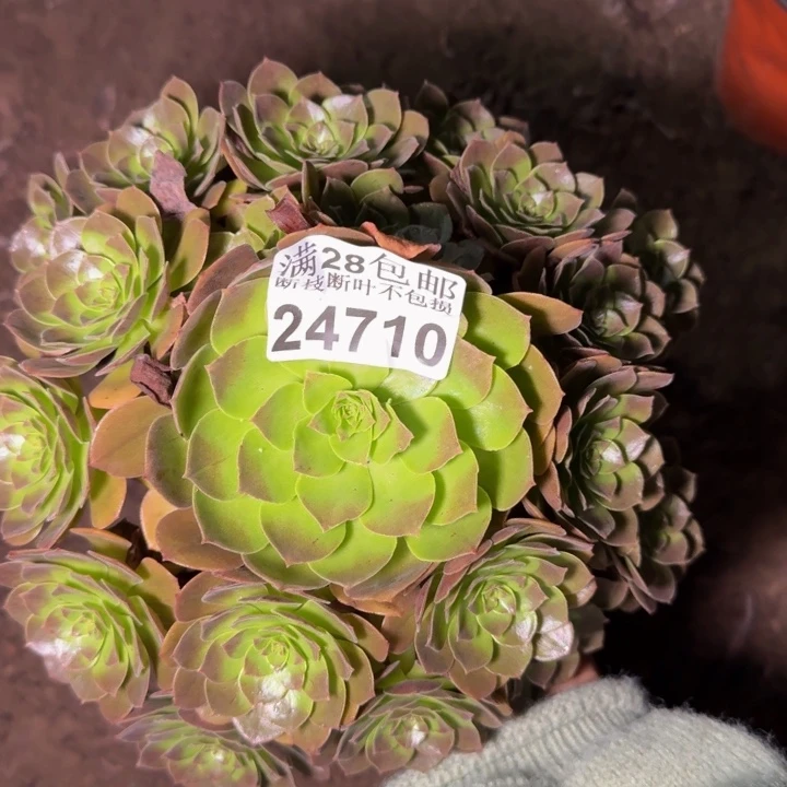 24710南黑美人多肉植物