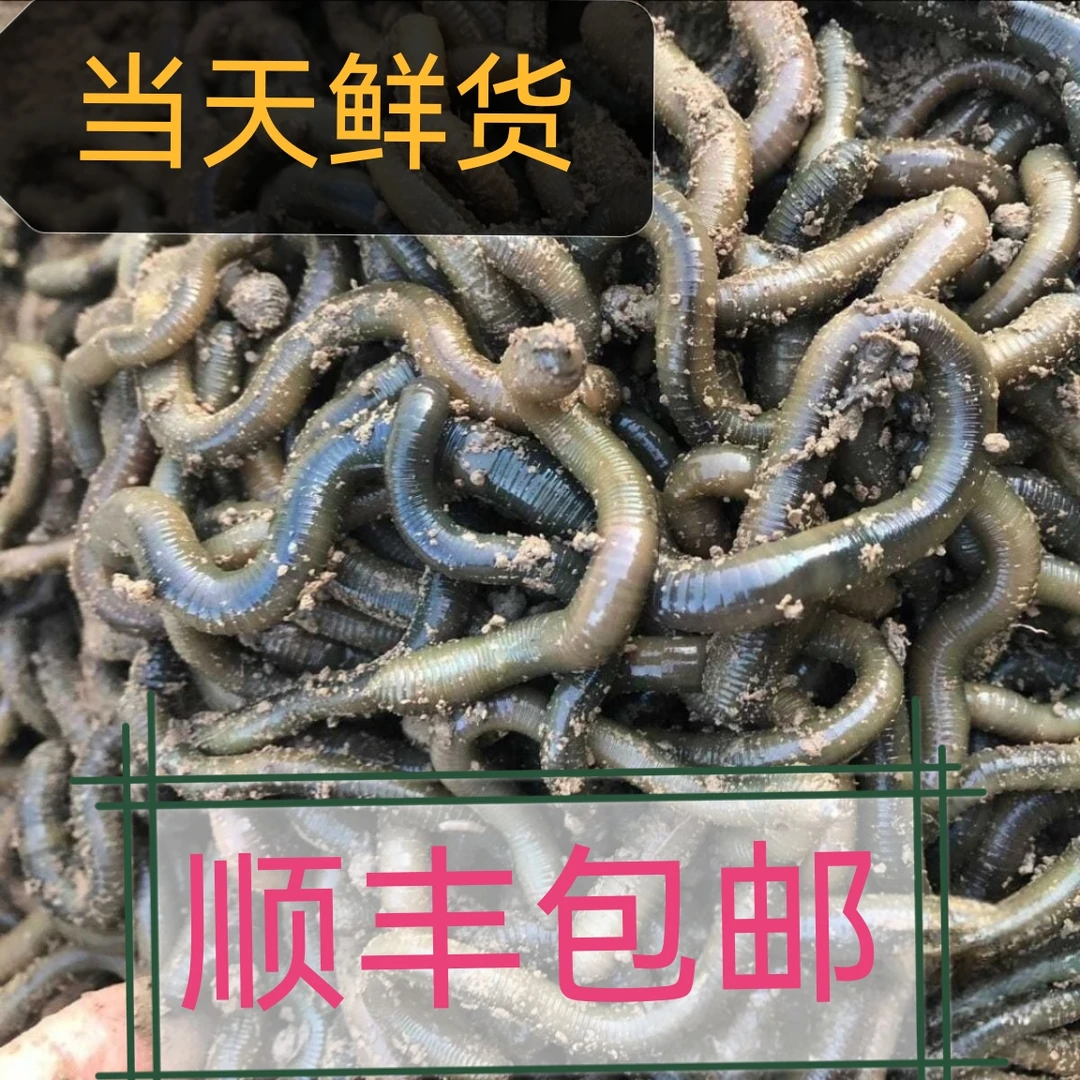 鲜活黑蚯蚓青蚯蚓特大号活体钓黄鳝钓鱼松土地龙活饵包邮